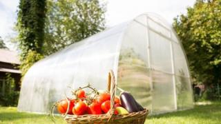 Funksjoner av blandede plantinger i et drivhus og avlingsregler for å øke utbyttet
